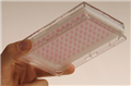 3D细胞悬滴培养板--瑞士insphero